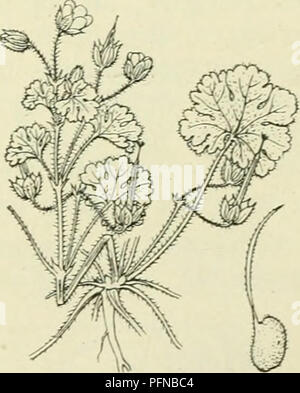 Ce travail botanique se concentre sur la flore des pays-Bas, y compris des espèces comme Geranium silvaticum. Il offre des descriptions détaillées de la morphologie des plantes et des habitats dans la région. Banque D'Images