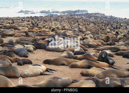 Des centaines, voire des milliers d'Otaries à fourrure du Cap entassés sur une section de plage à Cape Cross Seal Reserve, l'aire de reproduction pour les joints, la Namibie. Mai 4th, 1998. Banque D'Images