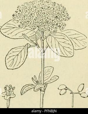 Ce travail se concentre sur la flore des pays-Bas, mettant en vedette des espèces végétales telles que Viburnum et des descriptions détaillées de leurs fleurs et fruits. Le livre fournit un aperçu des habitudes de croissance de la plante et de la culture régionale. Banque D'Images