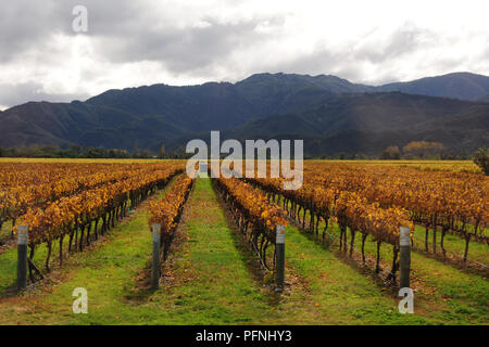 États-unis. Apr 27, 2018. De plus en plus de vin dans le nord de l'île du sud de Nouvelle-Zélande, enregistré en avril 2018 dans le monde de l'utilisation | Credit : dpa/Alamy Live News Banque D'Images