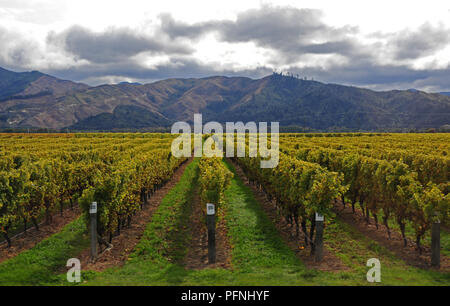 États-unis. Apr 27, 2018. De plus en plus de vin dans le nord de l'île du sud de Nouvelle-Zélande, enregistré en avril 2018 dans le monde de l'utilisation | Credit : dpa/Alamy Live News Banque D'Images