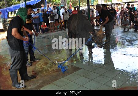 Jakarta, Indonésie. Août 22, 2018. Les bouchers indonésiens se préparent à des bovins d'abattage au cours de l'Eid al-Adha festival dans une mosquée à Jakarta, Indonésie, le 22 août, 2018. Credit : Zulkarnain/Xinhua/Alamy Live News Banque D'Images