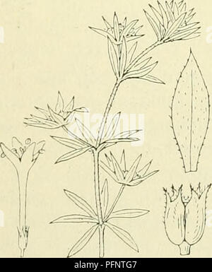 Ce travail de référence botanique se concentre sur la flore des pays-Bas, fournissant des descriptions détaillées des espèces végétales de la famille des Rubiaceae. Il couvre des caractéristiques clés telles que la structure des fleurs, le développement des fruits et la reproduction des plantes. Banque D'Images