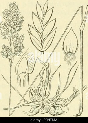 . De flora van Nederland. Les plantes. 508 GRAMINAE. - FAMILIE 18.. Le Poa bulbosa if. 444. La frise, West-Friesland en Zuid-Holland, tuingras kruipgras dans Waterland ouvrir, dans krokgras West-Friesland en op Walcheren. koudgras P. bulbósa j)L. Knolbeemdgras (fig. 444). Cette soort. grijsgroen iets meest est De stengels zijn aan den voet knolvormig rolrond verdikt,. De bloemstengel wortelstandige en de Korte, zijn bladloten scheeden porte duidelijk meest gemeenschappelijke. omsloten Rechtopstaand stengels de meest zijn, heureux, meest ver onder de pluim onbebladerd. De bladen hebben een een scheede gladde Banque D'Images
