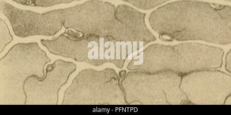 . De la régéneration des organes et des tissus. La régénération de l'environnement ; la régénération (biologie). "PL . IV.. &Lt ;™3^^^ ( IJ ... Veuillez noter que ces images sont extraites de la page numérisée des images qui peuvent avoir été retouchées numériquement pour plus de lisibilité - coloration et l'aspect de ces illustrations ne peut pas parfaitement ressembler à l'œuvre originale.. Demarquay, J. N. (Jean Nicolas), 1811-1875. Paris : J. B. Baillière et fils Banque D'Images