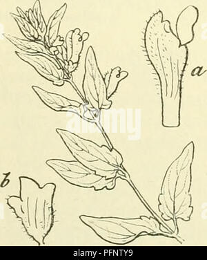 Ce travail botanique se concentre sur la flore des pays-Bas, documentant diverses espèces végétales, y compris des illustrations détaillées et des descriptions de leurs caractéristiques et périodes de floraison. Banque D'Images