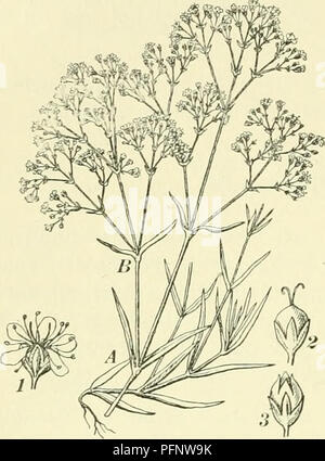 Ce travail botanique se concentre sur la flore des pays-Bas, avec des descriptions détaillées et des illustrations de plantes comme Gypsophila paniculata et Agrimonia eupatoria, soulignant leurs rôles écologiques et leurs usages. Banque D'Images