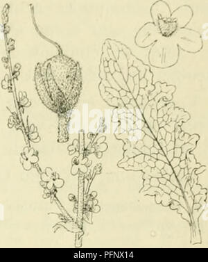 De flora van Nederland. Les plantes. FAMILIH - SCROPHULARIACEAE. Verbascum sinuatum 157. pluim vormen. Bloemstelen evenlan^ zijn als de langer dan de kleine kelk (3-4) niM. De