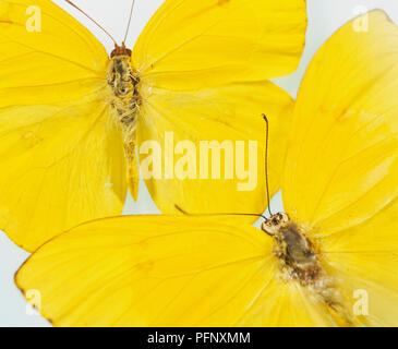 Deux papillons de couleur jaune, probablement dégagé (soufre géant Phoebis sennae) Banque D'Images