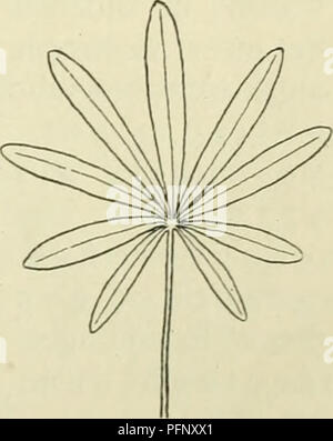 . De flora van Nederland. Les plantes. . Veuillez noter que ces images sont extraites de la page numérisée des images qui peuvent avoir été retouchées numériquement pour plus de lisibilité - coloration et l'aspect de ces illustrations ne peut pas parfaitement ressembler à l'œuvre originale.. Heukels, Hendrik, 1854-1936. Leiden : N. c. from librairie en drukkerij voorheen D. J. Brill Banque D'Images