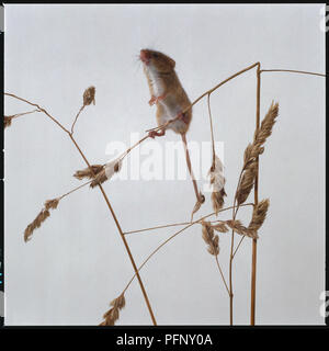 Souris debout sur la récolte de maïs de la manette Banque D'Images