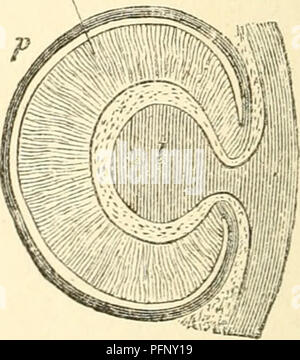 . Dans un chapitre : dégénérescence du darwinisme. L'évolution ; la dégénérescence. 3. Fig. 23.-A. Section verticale à travers la tête d'un verj' les jeunes poissons, montrant dans le centre de la cavité du cerveau c. Ot chaque côté est une excroissance creux {a) qui formera la rétine de l'oeil de poisson ("oeil cérébrale") ; b, deviendra le nerf optique reliant le cerveau et la rétine ; d, tégument.-B. Plus tard, condition de l'excroissance creux {a) oi A. Sa r de la paroi extérieure est pressé contre son mur plus profonde/ par une désintégration (I) de la peau extérieure (ectoderme) f ; r, donne lieu à la cellules rétiniennes, tandis que /, le Banque D'Images