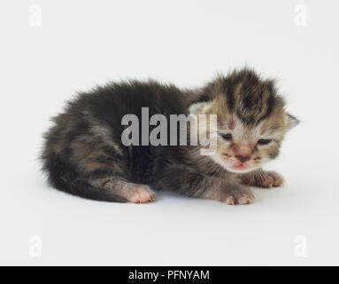 Très jeune chaton tabby bleu allongé, les yeux ouverts. Banque D'Images