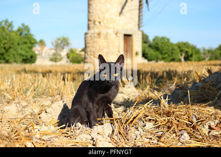 Chat noir assis sur un champ de chaumes en face d'un ancien moulin à vent Banque D'Images