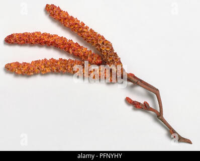 Bétulacées Alnus incana 'Aurea', gris, de l'aulne de l'extrémité des rameaux sans feuilles tombantes, ornée de trois chatons mâles orange ; fleurs femelles également montré que de petits bourgeons rouge à l'extrémité de la branche courte à droite des chatons. Banque D'Images