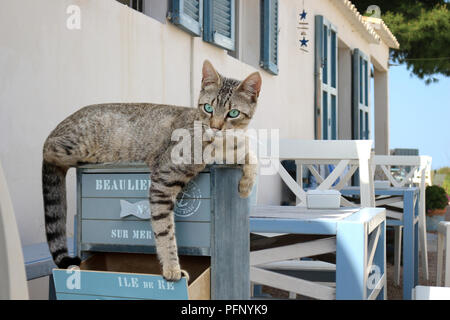 Chat domestique, noir tabby, le mensonge Banque D'Images