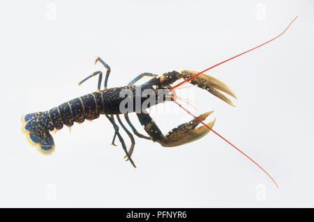 Un homard, high angle view Banque D'Images