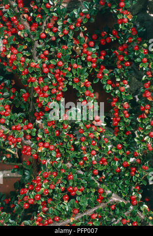 Cotoneaster horizontalis, montrant la profusion de petits fruits rouges, Close up. Banque D'Images