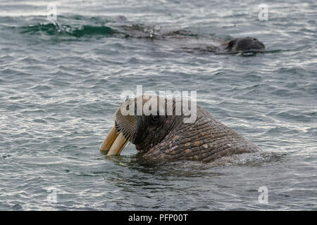 Le morse (Odobenus rosmarus), Torellnesfjellet, Nordaustlandet, Svalbard, Norvège. Retour à la mer en morse Banque D'Images