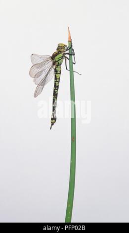 Le sud de hawker dragonfly (Aeshna cyanea) perché sur une plante, side view Banque D'Images