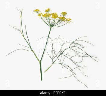 Fenouil (Foeniculum vulgare), la tige avec de minces feuilles duveteuses et ombelles de fleurs jaune Banque D'Images