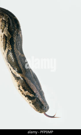 Tête de python birman (Python molurus), sifflant, close-up, side view Banque D'Images