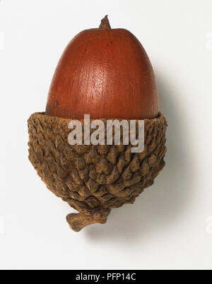 Quercus alba, acorn Banque D'Images