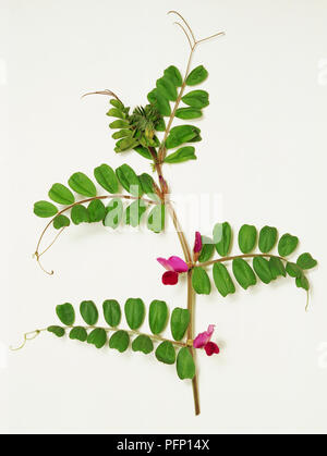 Vicia sativa, vesce commune, tige avec vrilles fourchue à l'extrémité de l'autre côté vert feuilles, fleurs violettes poussant dans l'aisselle des feuilles. Banque D'Images