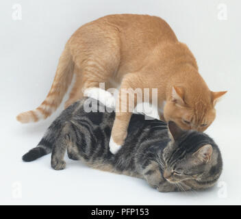 Ginger mâle d'une femelle de fixation de cat cat, close-up Banque D'Images