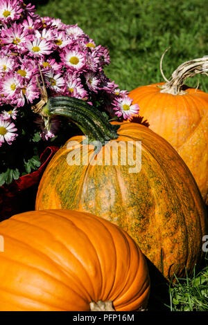 Gros plan diagonal de trois citrouilles lumineuses et un bouquet de chrysanthèmes multicolores s'asseoir sur l'herbe verte. Banque D'Images