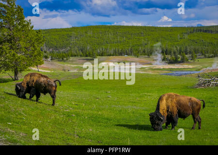 Belle vue extérieure de deux magnifiques bisons broutant dans un champ avec des montagnes et des arbres en arrière-plan Banque D'Images