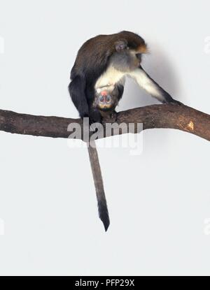 Singe Mona (Cercopithecus mona) sitting on branch avec bébé accroché à ventre Banque D'Images
