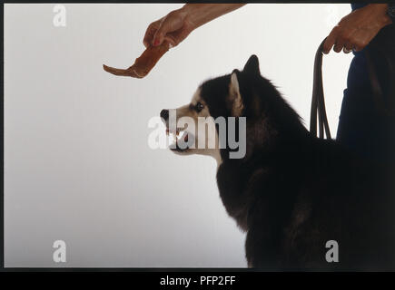 Chien féroce avec fourrure noire et blanche, quu0027à travers des dents 