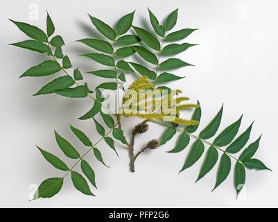 Platycarya strobilacea, tige avec des feuilles, des chatons et des vieux fruits Banque D'Images