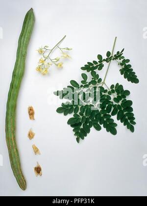 Partie de Moringa oleifera (arbre) de l'huile de Ben y compris gousse, graines, feuilles, fleurs de la direction générale Banque D'Images