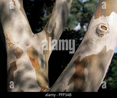 Eucalyptus dalrympleana White Mountain (GUM) l'écorce des arbres, close-up Banque D'Images