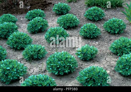 Sedum spectabile 'Autumn Joy' (Orpin), des boules de feuilles succulentes sur sol sec Banque D'Images