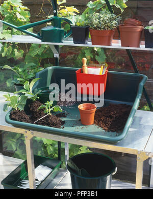 Bac en plastique vert, de pots de rempotage, terreau semis et sur elle, les plantes en pots et arrosoir en arrière-plan, Close up. Banque D'Images