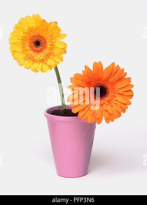 Couper deux Gerberas planté dans un petit pot mauve. Banque D'Images