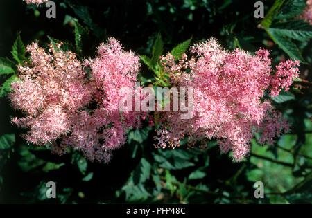 Filipendula rubra 'Venusta' (La Reine de la prairie), fleurs roses Banque D'Images