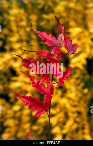 Acer tataricum subsp. ginnala, profondément lobées feuilles rouges sur une fine couche de branche, close-up Banque D'Images