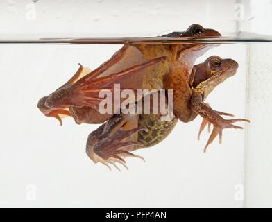 Les grenouilles (Rana temporaria) l'accouplement sous l'eau, vue latérale Banque D'Images