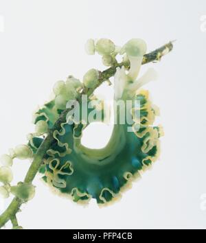 Slug Elysia crispata (laitue) on aquatic plant, close-up Banque D'Images