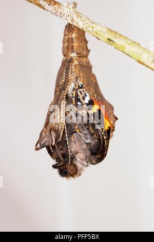 Petit papillon écaille (Aglais urticae) émergeant de cocoon Banque D'Images