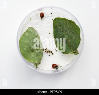 Deux coccinelles manger greenflies (PUCERONS) sur boîte de pétri, avec deux feuilles sur elle Banque D'Images