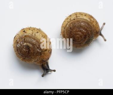 Paire d'escargots (Trochulus poilu hispidus), close-up Banque D'Images