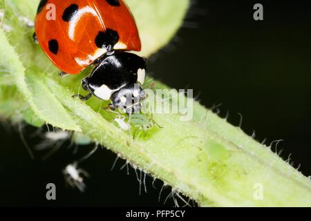 Coccinelle se nourrit de pucerons (greenflies), close-up Banque D'Images