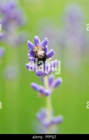 Rosemary Beetle (Chrysolina americana) sur fleur de lavande Banque D'Images