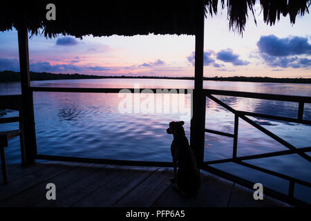 Chien regardant le coucher du soleil à purple lagoon sur dock avec toit de paille à Roatan, Honduras, Amérique Centrale Banque D'Images