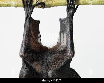 Lyle's Flying Fox (Pteropus lylei) suspendu à branch, close-up Banque D'Images